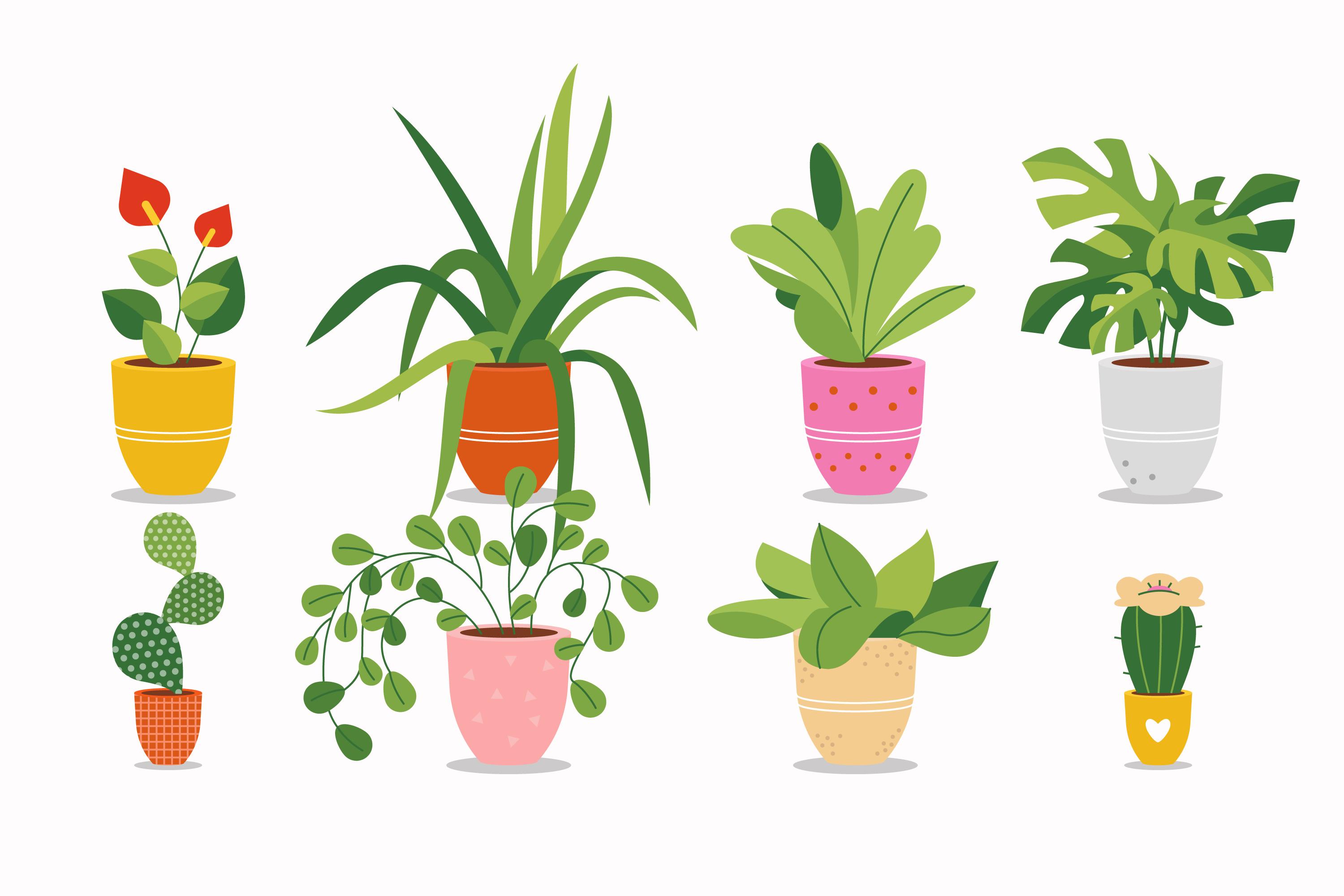 Qué tipo de plantas deberías tener en tu hogar