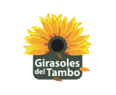 Girasoles Del Tambo