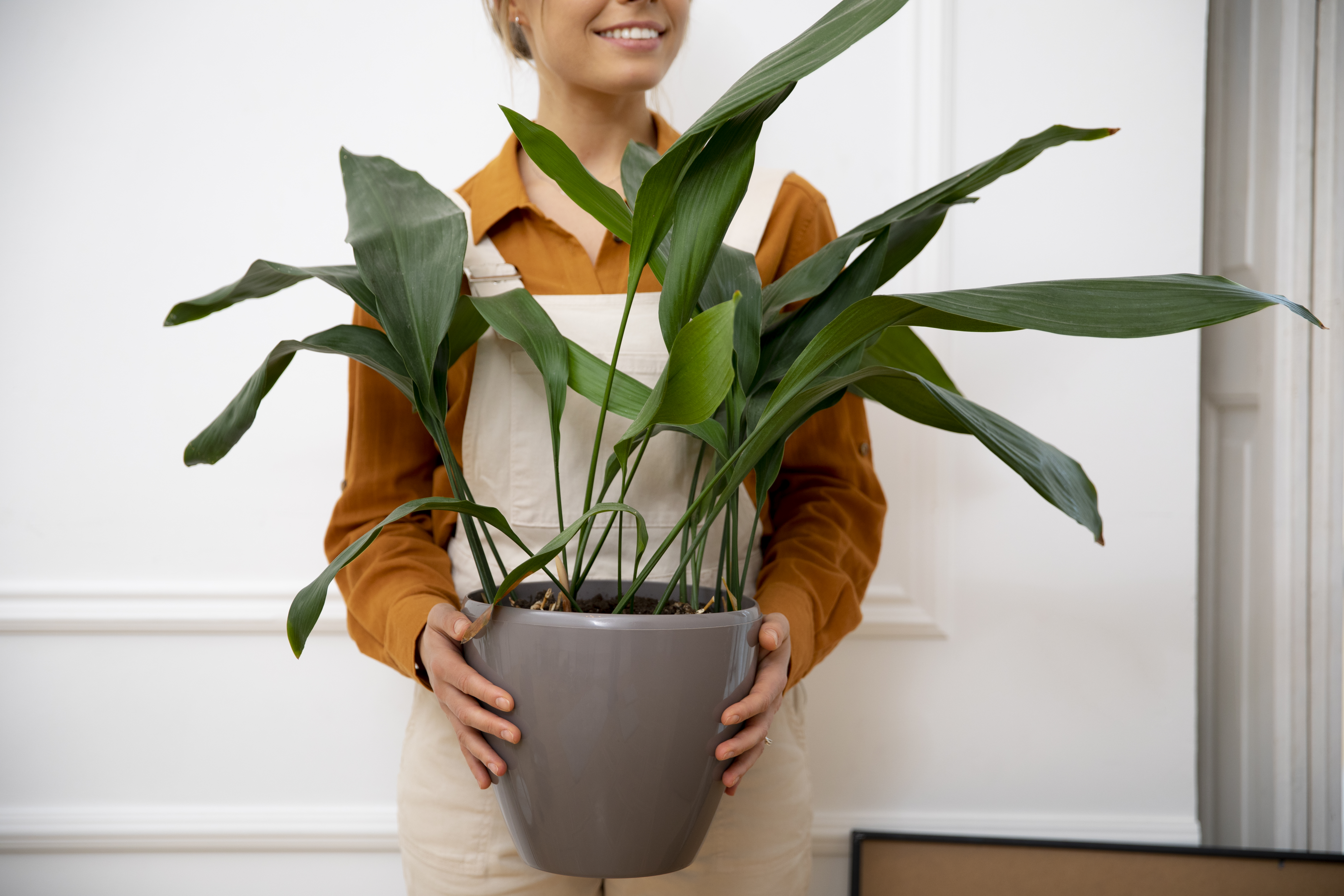 Implementa el verde en casa con las plantas de interiores.